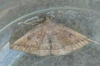 Polypogon plumigeralis