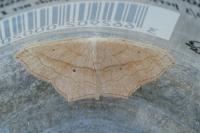 Scopula imitaria