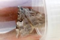 Aplocera praeformata