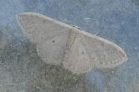 Idaea eugeniata