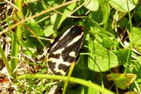 Arctia plantaginis