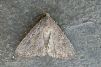 Anarta trifolii