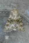 Hecatera dysodea