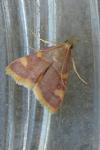 Hypsopygia costalis