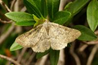 Gnophos obfuscata