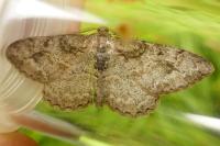 Alcis repandata