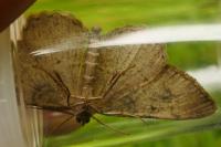 Alcis repandata