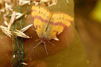Lythria sanguinaria