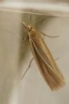 Crambus perlellus