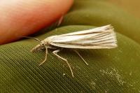 Crambus perlellus