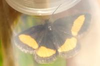 Psodos quadrifaria pyrenaea