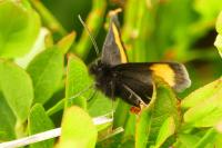 Psodos quadrifaria pyrenaea