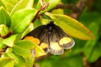 Psodos quadrifaria pyrenaea