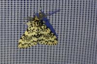 Lymantria monacha