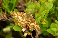Ematurga atomaria