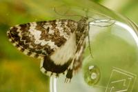 Colostygia turbata pyrenaeata