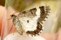Colostygia turbata pyrenaeata