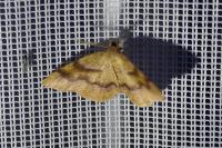Plagodis pulveraria