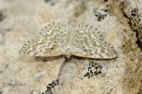 Scopula immorata