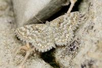Scopula immorata