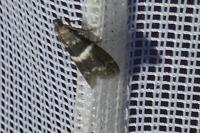 Elegia similella/atrifasciella