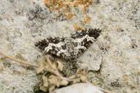 Epirrhoe tristata
