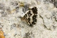 Epirrhoe tristata
