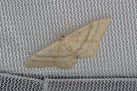 Idaea deversaria