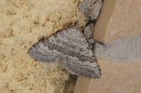 Scotopteryx bipunctaria