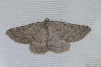 Gnophos obfuscata