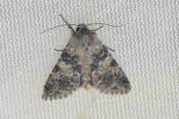 Hadena caesia caesia