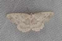 Yezognophos vittaria