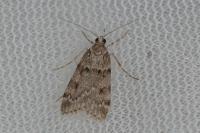 Scoparia subfusca
