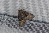Oligia