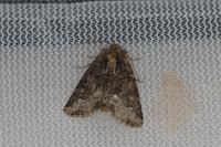 Oligia