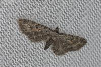 Eupithecia icterata