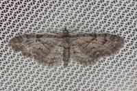 Eupithecia pusillata