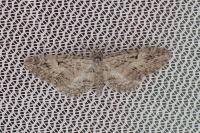 Eupithecia pusillata