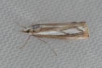 Catoptria gr. permutatellus