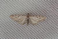 Eupithecia