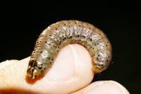 Agrotis