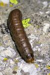 Agrotis