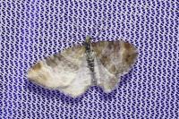 Xanthorhoe spadicearia