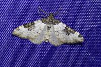 Xanthorhoe fluctuata