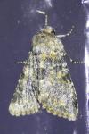Hadena caesia grisea