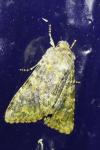 Hadena caesia grisea