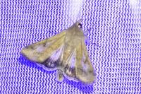 Helicoverpa armigera