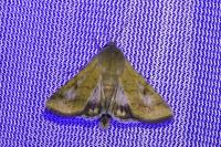 Helicoverpa armigera