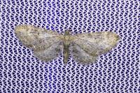 Eupithecia vulgata