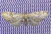 Eupithecia vulgata